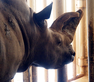 [Face of a rhino inside the rhino barn (in a cage). It has two very long horns sticking out of its forehead and nose area. The horns appear to be several inches in diameter and up to a foot long.]